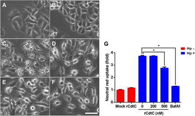 Campylobacter jejuni Cytolethal Distending Toxin C Exploits Lipid Rafts to Mitigate Helicobacter pylori-Induced Pathogenesis